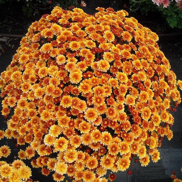 Chrysanthemum x morifolium 'Staviski Orange' ~ Belgian Mum® Staviski Orange Mum-ServeScape