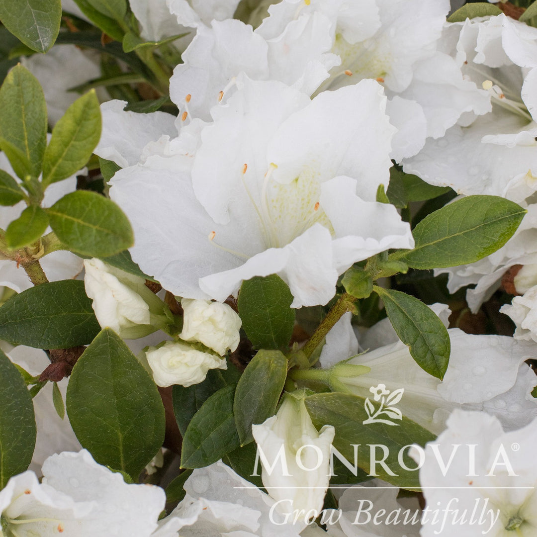 Rhododendron indica 'Alaska' ~ Monrovia® Alaska Azalea (Rutherfordiana hybrid)-ServeScape