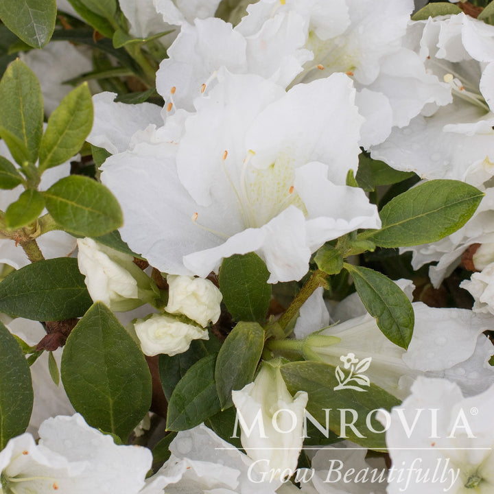 Rhododendron indica 'Alaska' ~ Monrovia® Alaska Azalea (Rutherfordiana hybrid)-ServeScape