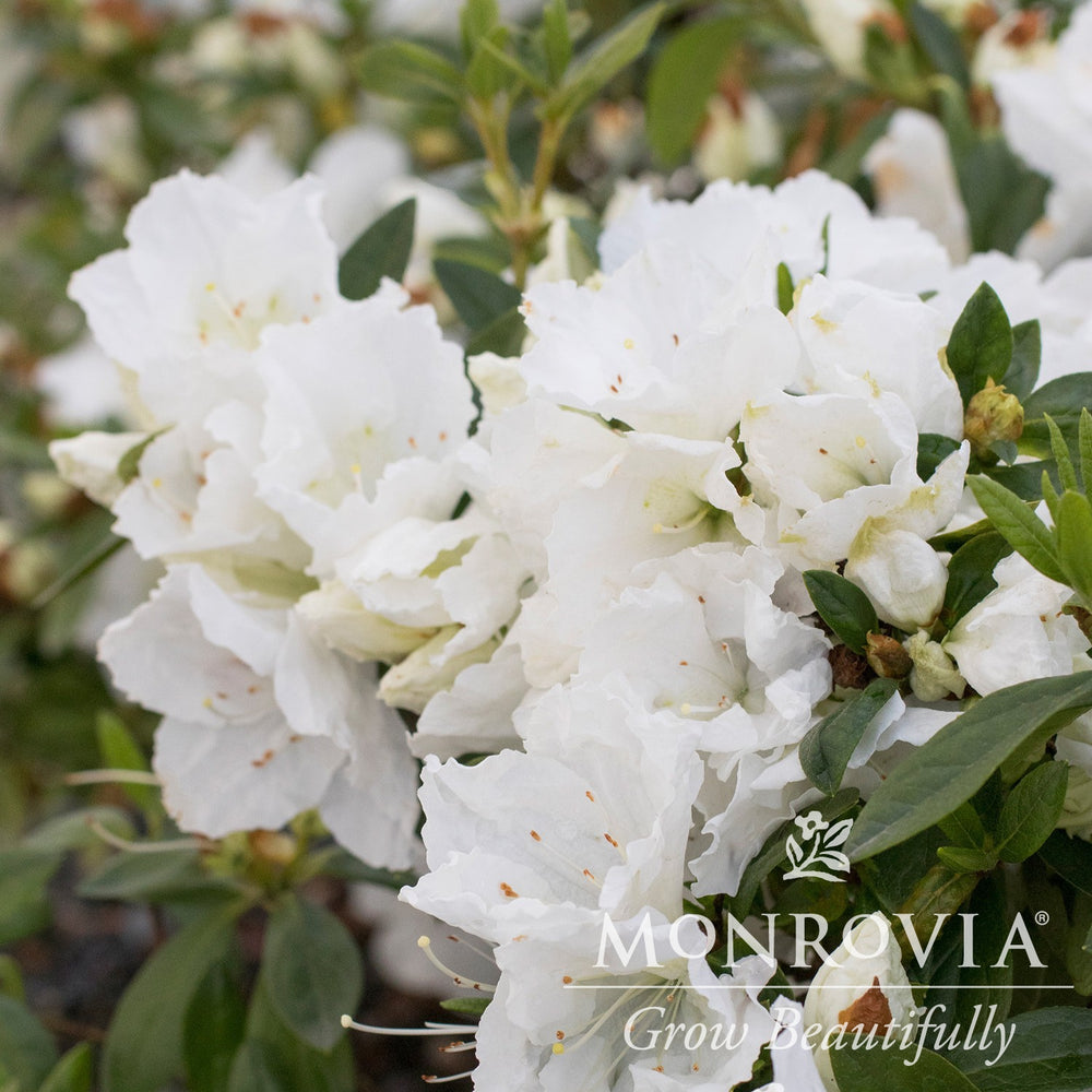 Rhododendron indica 'Alaska' ~ Monrovia® Alaska Azalea (Rutherfordiana hybrid)-ServeScape
