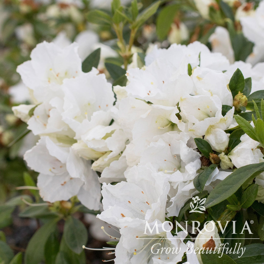 Rhododendron indica 'Alaska' ~ Monrovia® Alaska Azalea (Rutherfordiana hybrid)-ServeScape