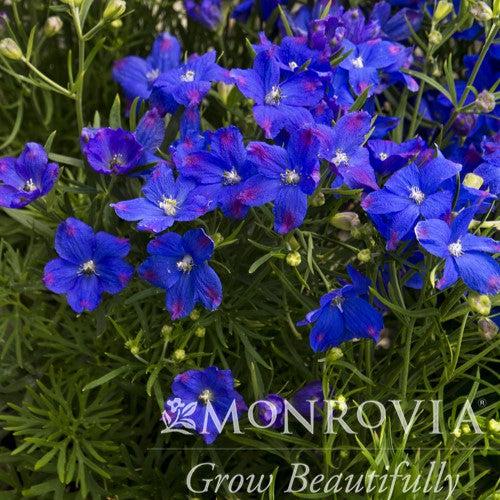 Delphinium grandiflorum 'Blue Mirror' ~ Monrovia® Blue Mirror Delphinium-ServeScape