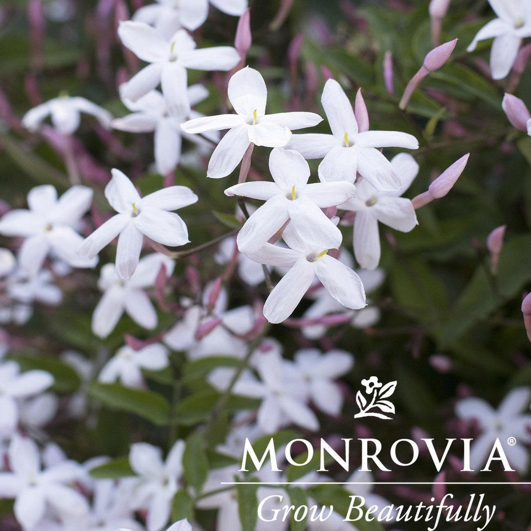 Jasminum polyanthum ~ Monrovia® Pink Jasmine-ServeScape