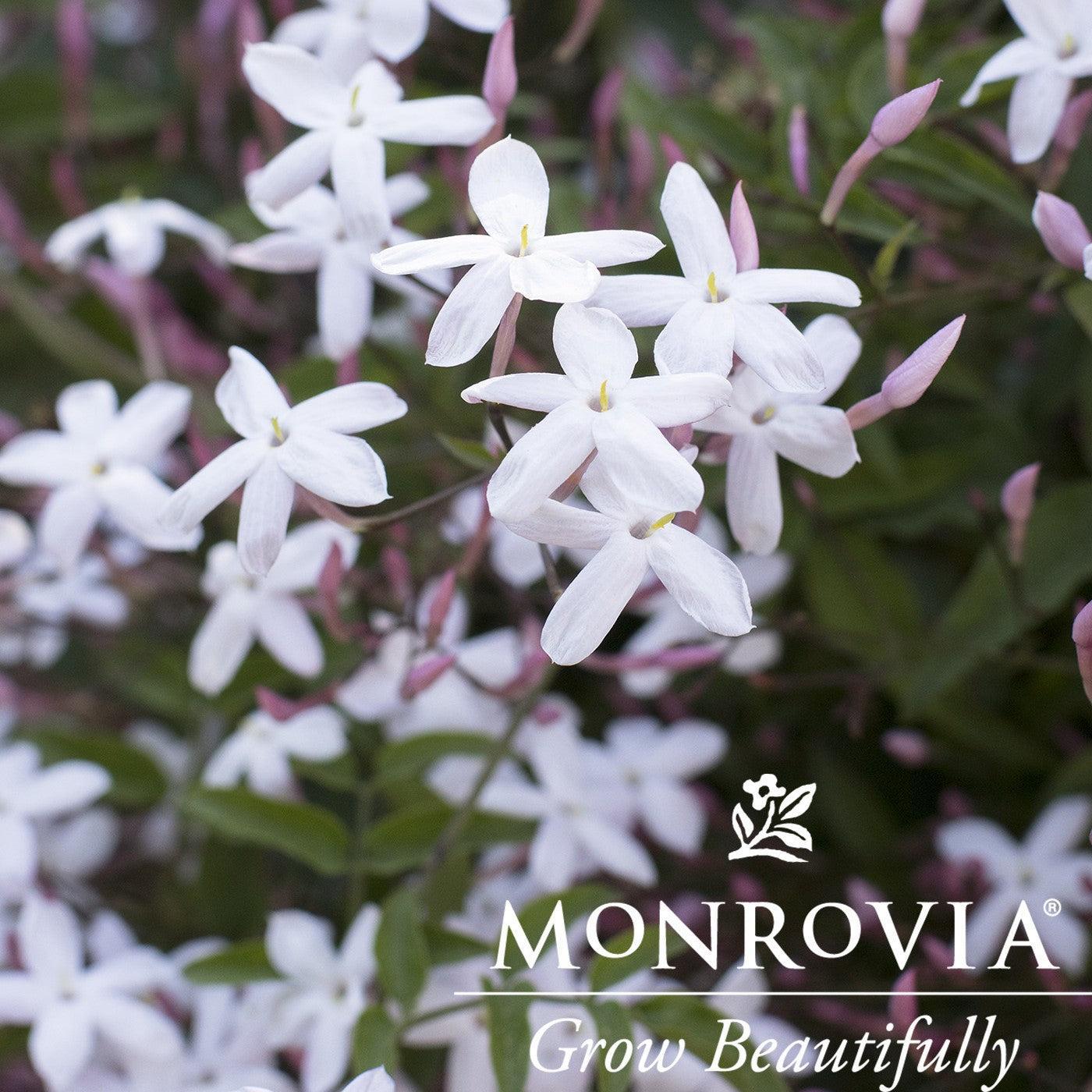 Jasminum polyanthum ~ Monrovia® Pink Jasmine-ServeScape