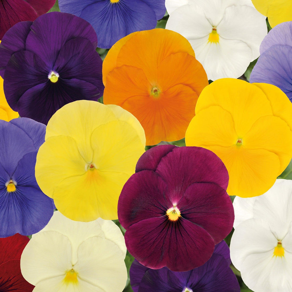Viola x wittrockiana 'Spring Matrix Clear Mix' ~ Spring Matrix™ Clear Mix Pansy-ServeScape
