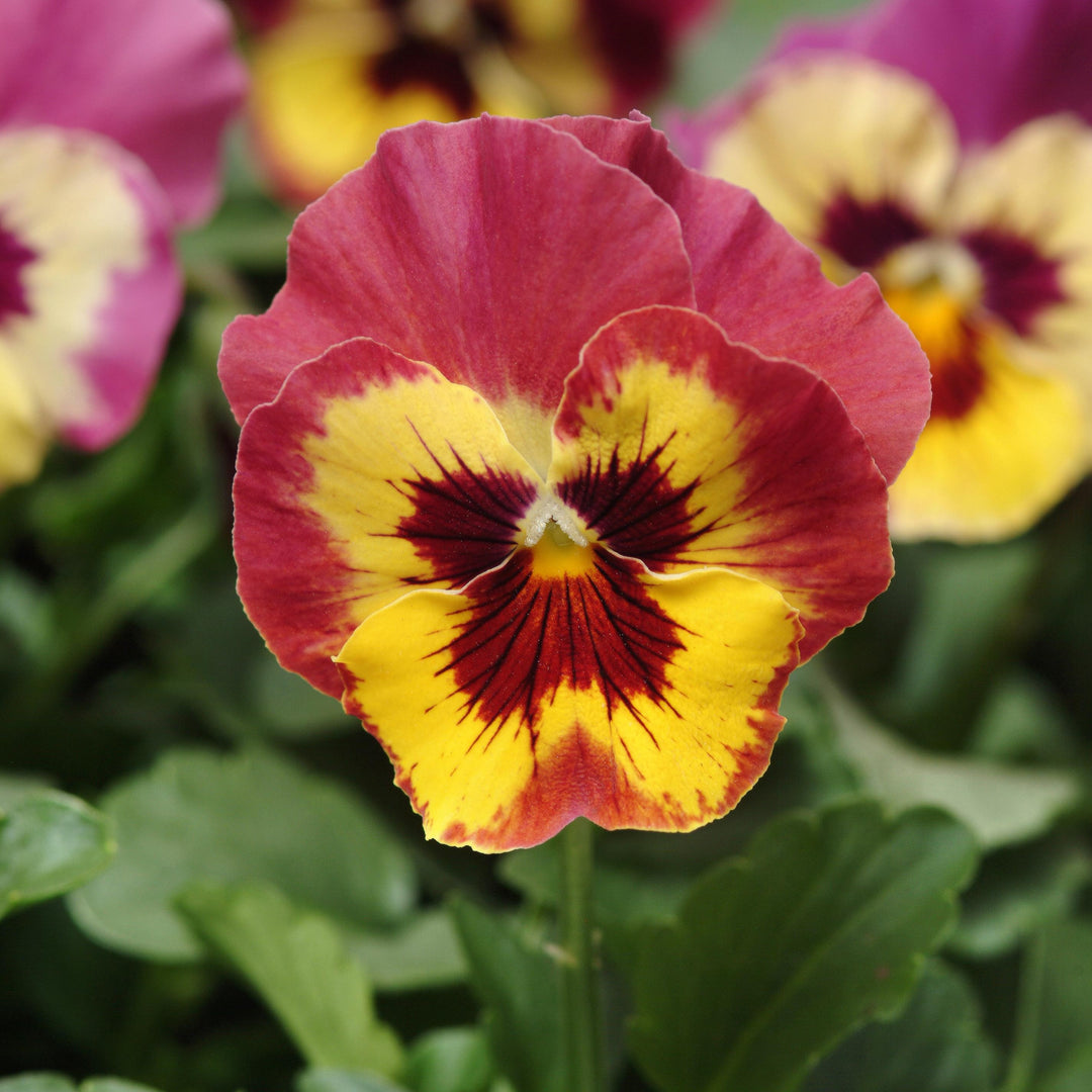 Viola x wittrockiana 'PAS702645' ~ Panola® XP Rose Picotee Pansy-ServeScape
