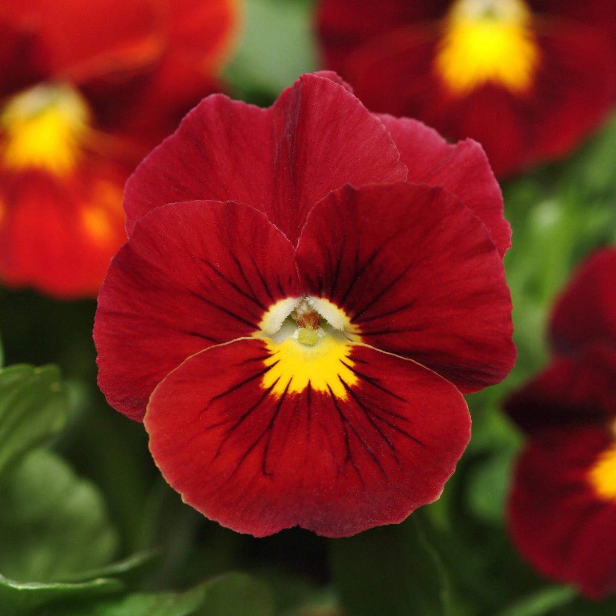 Viola x wittrockiana 'PAS702646' ~ Panola® XP Scarlet Pansy-ServeScape