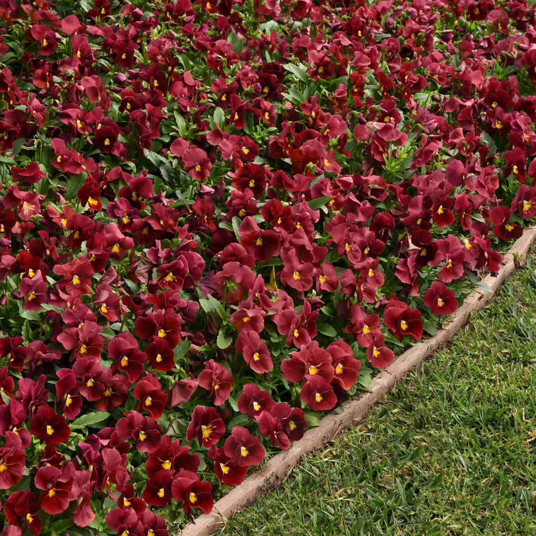 Viola x wittrockiana 'PAS702646' ~ Panola® XP Scarlet Pansy-ServeScape