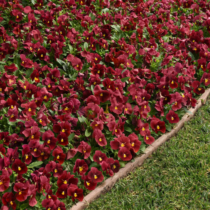 Viola x wittrockiana 'PAS702646' ~ Panola® XP Scarlet Pansy-ServeScape