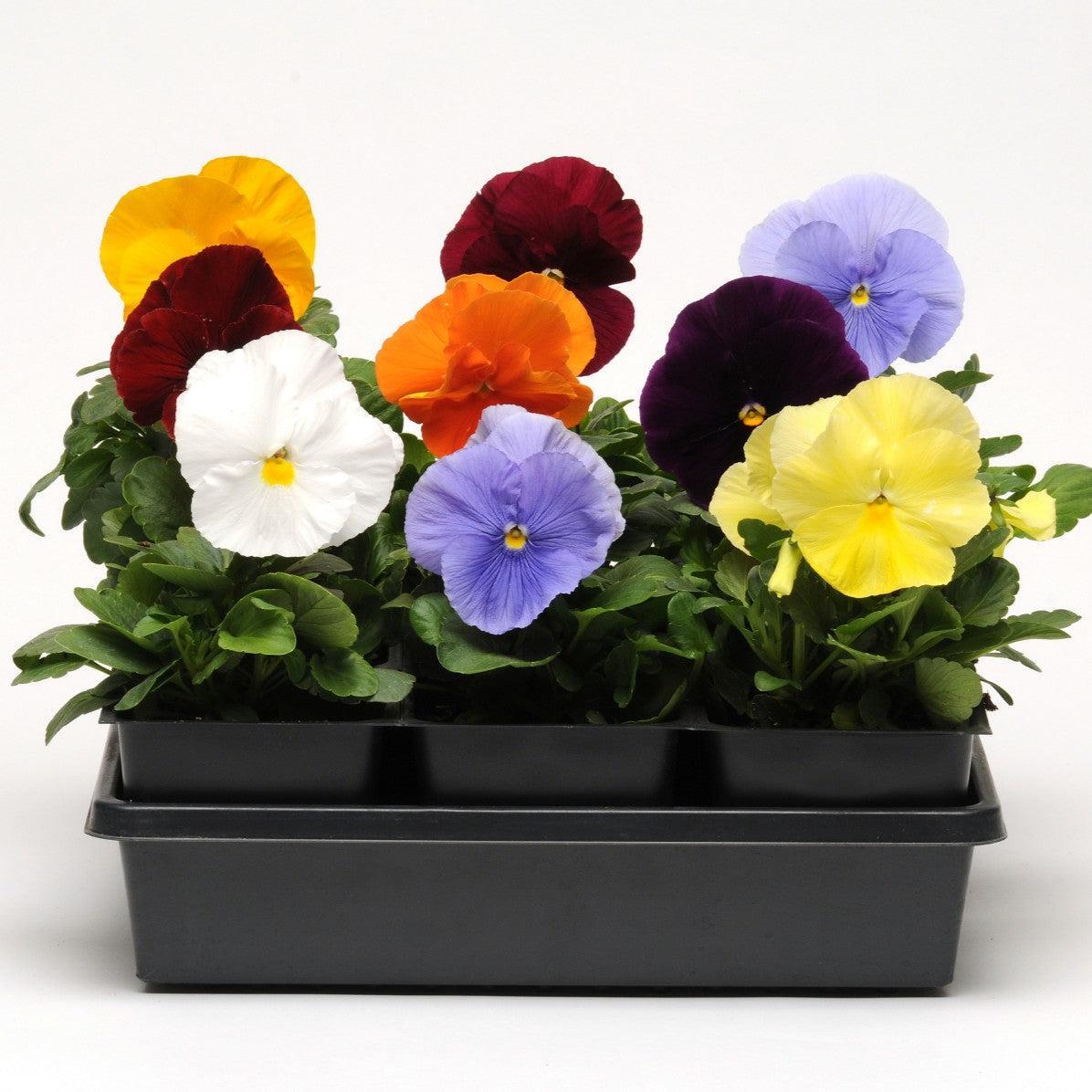 Viola x wittrockiana 'Spring Matrix Clear Mix' ~ Spring Matrix™ Clear Mix Pansy-ServeScape