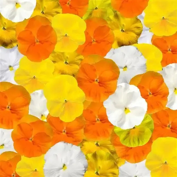 Viola x wittrockiana 'Delta Pro Premium Citrus Mix' ~ Delta™ Pro Premium Citrus Mix Pansy-ServeScape