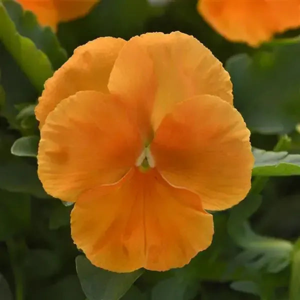 Viola x wittrockiana 'PAS1537846' ~ Top Wave™ Orange Pansy-ServeScape