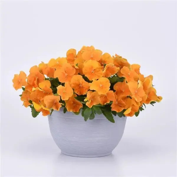 Viola x wittrockiana 'PAS1537846' ~ Top Wave™ Orange Pansy-ServeScape