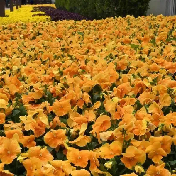 Viola x wittrockiana 'PAS1537846' ~ Top Wave™ Orange Pansy-ServeScape