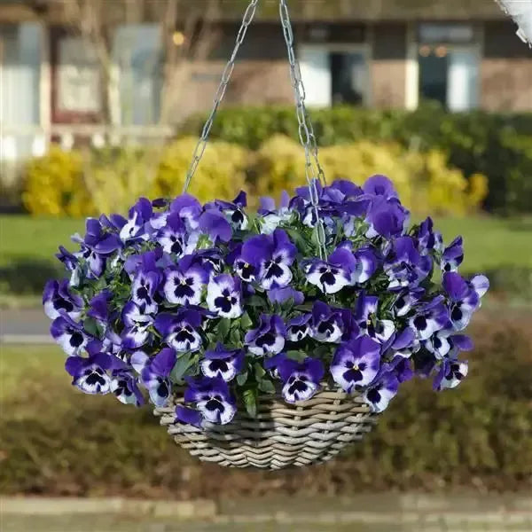 Viola x wittrockiana 'PAS1538284' ~ Top Wave™ Purple White Pansy-ServeScape