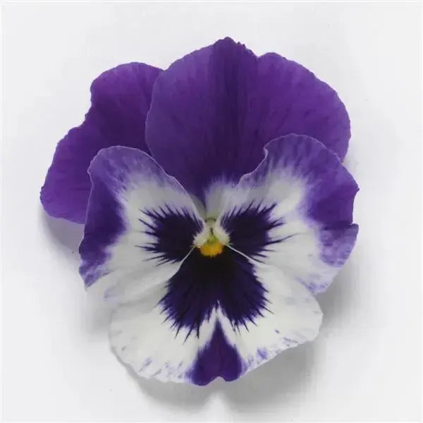 Viola x wittrockiana 'PAS1538284' ~ Top Wave™ Purple White Pansy-ServeScape