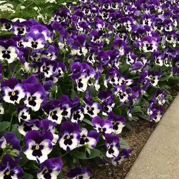 Viola x wittrockiana 'PAS1538284' ~ Top Wave™ Purple White Pansy-ServeScape