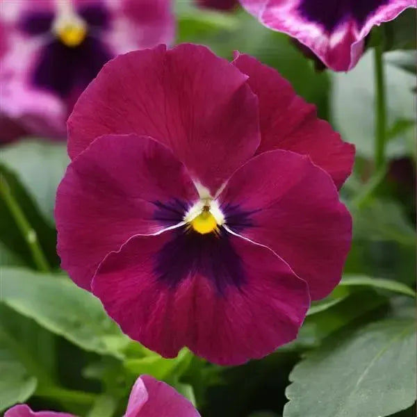 Viola x wittrockiana 'PAS1537848' ~ Top Wave™ Rose Blotch Pansy-ServeScape