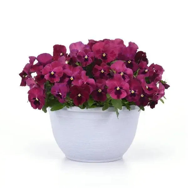 Viola x wittrockiana 'PAS1537848' ~ Top Wave™ Rose Blotch Pansy-ServeScape