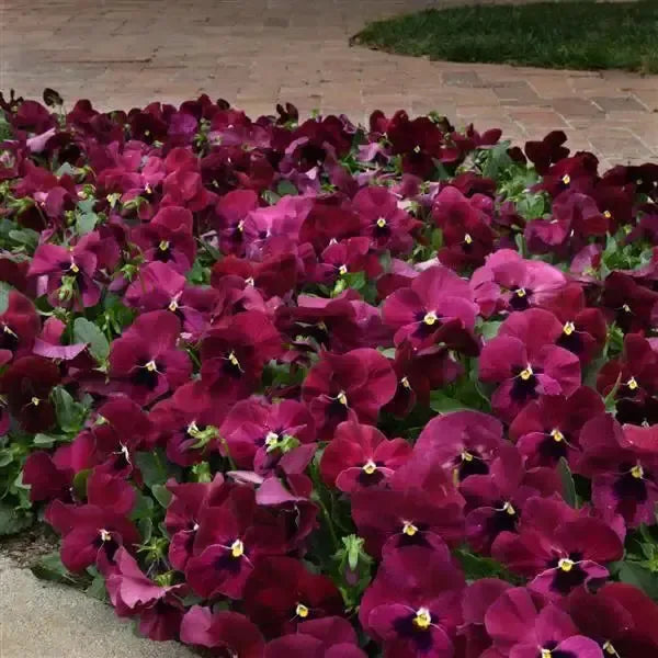 Viola x wittrockiana 'PAS1537848' ~ Top Wave™ Rose Blotch Pansy-ServeScape
