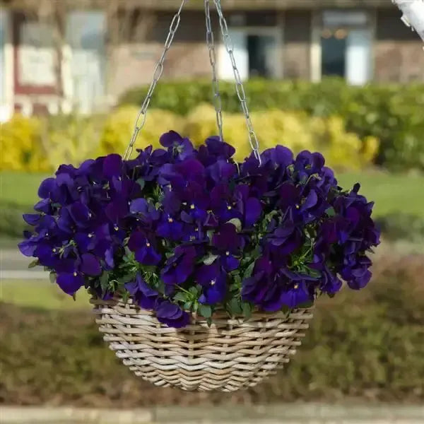 Viola x wittrockiana 'PAS1551346' ~ Top Wave™ Violet Pansy-ServeScape