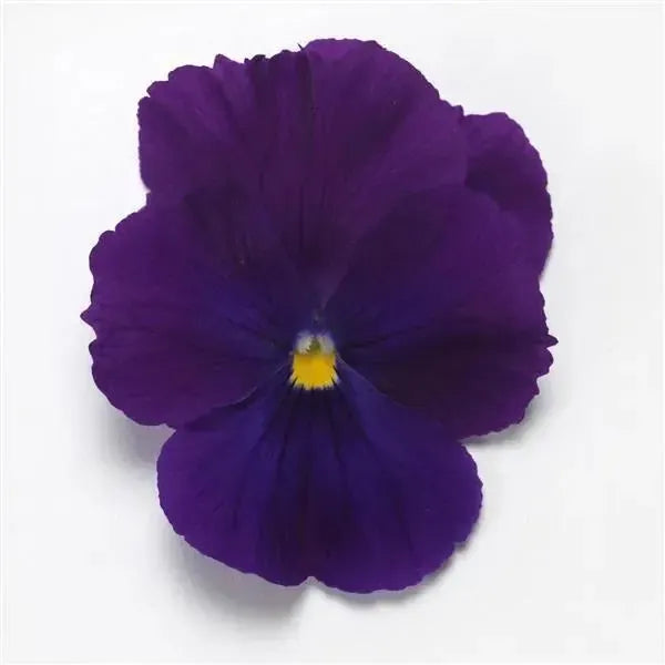 Viola x wittrockiana 'PAS1551346' ~ Top Wave™ Violet Pansy-ServeScape