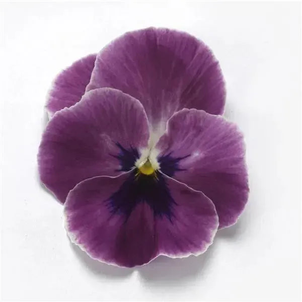 Viola x wittrockiana 'PAS1694894' ~ Top Wave™ Pink Shades Pansy-ServeScape