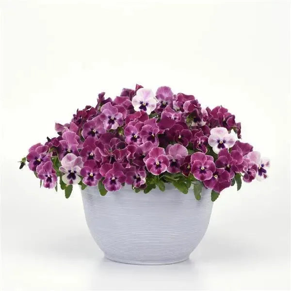 Viola x wittrockiana 'PAS1694894' ~ Top Wave™ Pink Shades Pansy-ServeScape