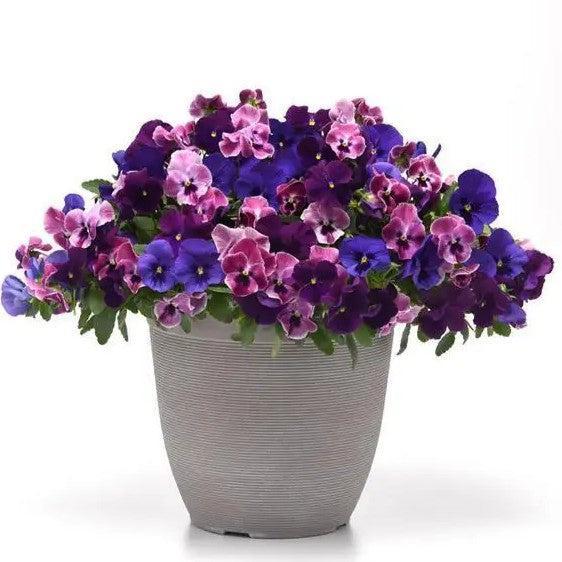 Viola x wittrockiana 'PAS1816932' ~ Top Wave™ Elevation Mix Pansy-ServeScape