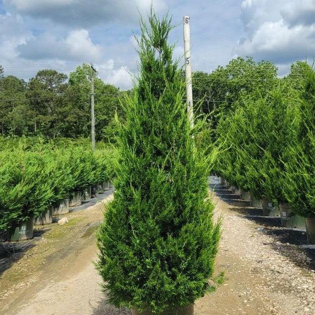 Juniperus chinensis 'Hetzii Columnaris' ~ Green Columnar Juniper-ServeScape