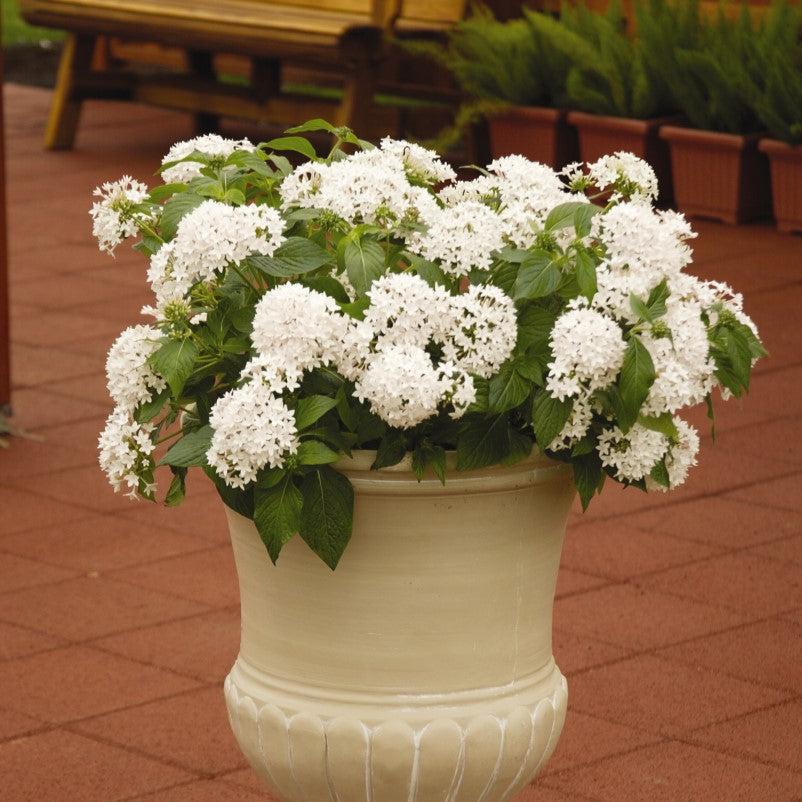 Pentas lanceolata 'PAS236070' ~ Butterfly White Star Flower-ServeScape