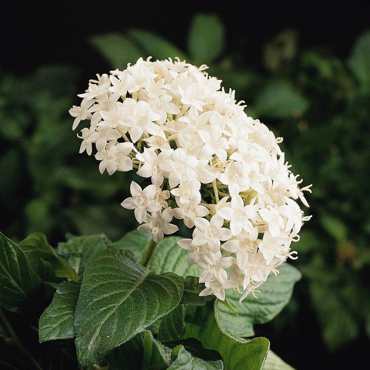 Pentas lanceolata 'PAS236070' ~ Butterfly White Star Flower-ServeScape