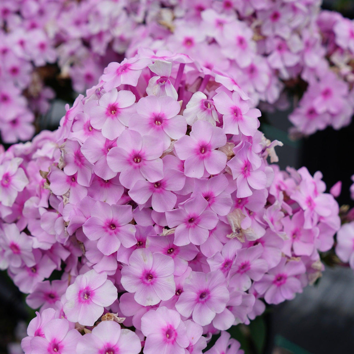 Phlox paniculata 'Balkaposin' ~ Ka-Pow™ Soft Pink Phlox-ServeScape