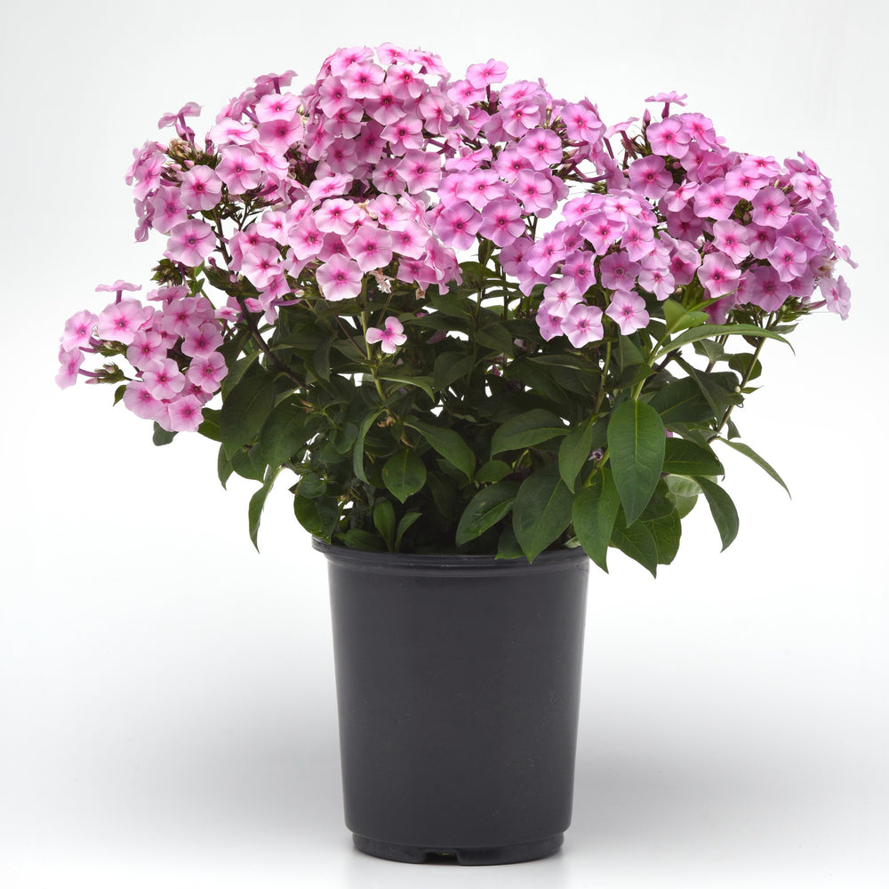 Phlox paniculata 'Balkaposin' ~ Ka-Pow™ Soft Pink Phlox-ServeScape