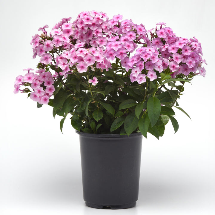 Phlox paniculata 'Balkaposin' ~ Ka-Pow™ Soft Pink Phlox-ServeScape