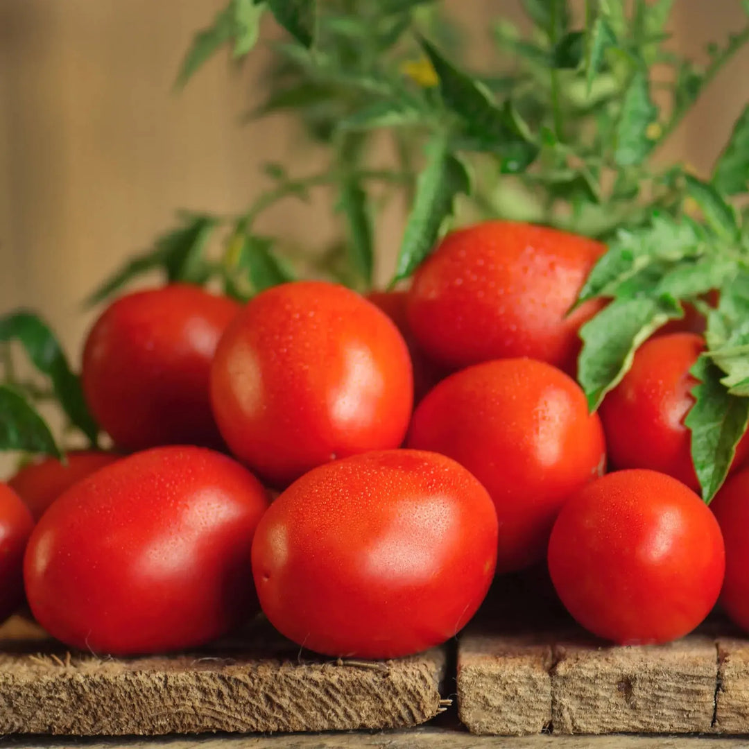 Assorted Tomato ~ Tomato Vegetables (6-Pack)-ServeScape