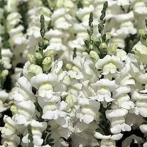 Antirrhinum majus 'Sonnet White' ~ Sonnet White Snapdragon-ServeScape