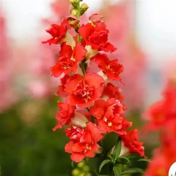 Antirrhinum majus 'DoubleShot Orange Bicolor' ~ DoubleShot Orange Bicolor Snapdragon-ServeScape