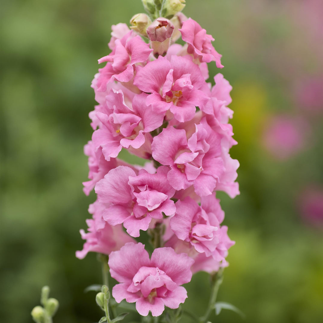 Antirrhinum majus 'DoubleShot Hot Pink' ~ DoubleShot Hot Pink Snapdragon-ServeScape