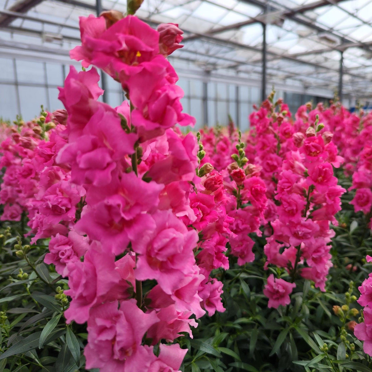 Antirrhinum majus 'DoubleShot Hot Pink' ~ DoubleShot Hot Pink Snapdragon-ServeScape