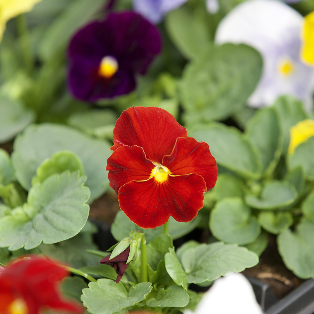 Viola x wittrockiana 'Delta Pure Colors Mix' ~ Delta™ Pure Colors Mix Pansy-ServeScape