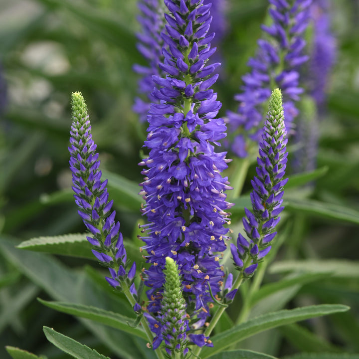 Veronica x hybrida 'Balmoodluim' ~ Moody Blues® Dark Blue Improved Veronica-ServeScape