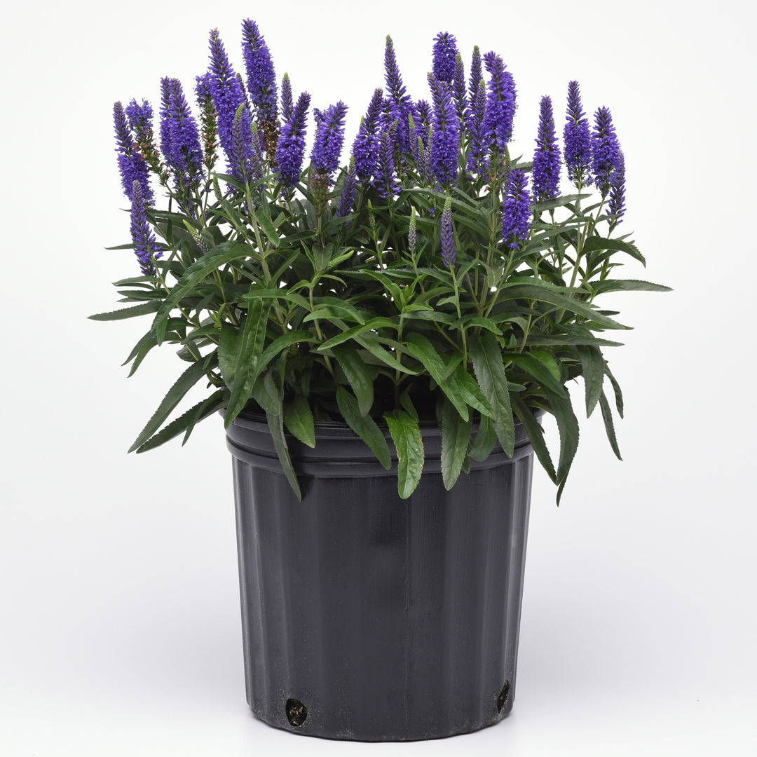 Veronica x hybrida 'Balmoodluim' ~ Moody Blues® Dark Blue Improved Veronica-ServeScape