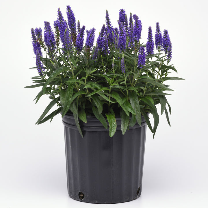 Veronica x hybrida 'Balmoodluim' ~ Moody Blues® Dark Blue Improved Veronica-ServeScape