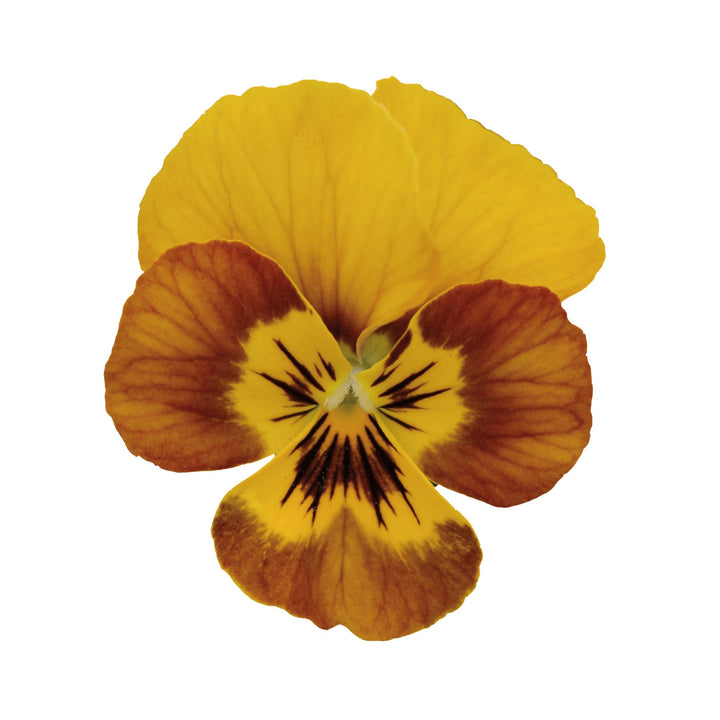 Viola cornuta 'PAS1122567' ~ Sorbet® Honeybee Viola-ServeScape