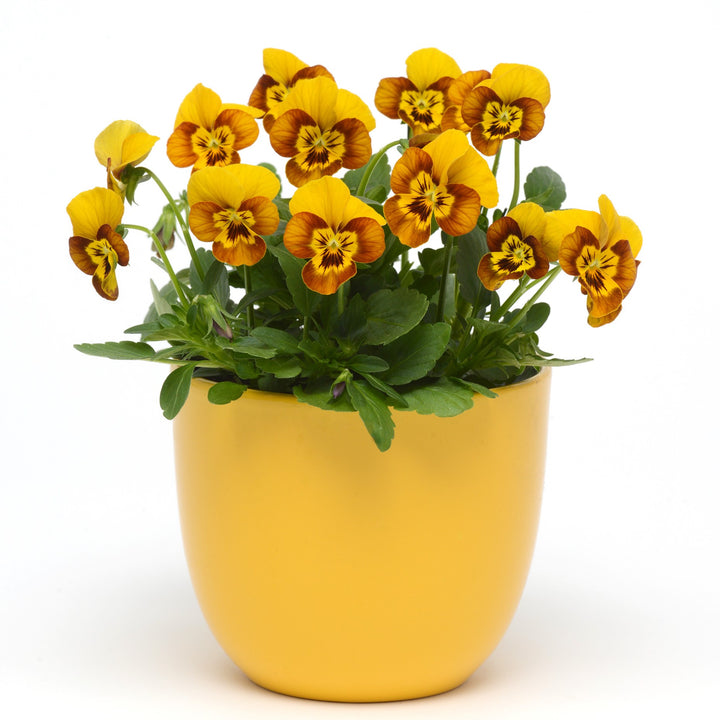 Viola cornuta 'PAS1122567' ~ Sorbet® Honeybee Viola-ServeScape