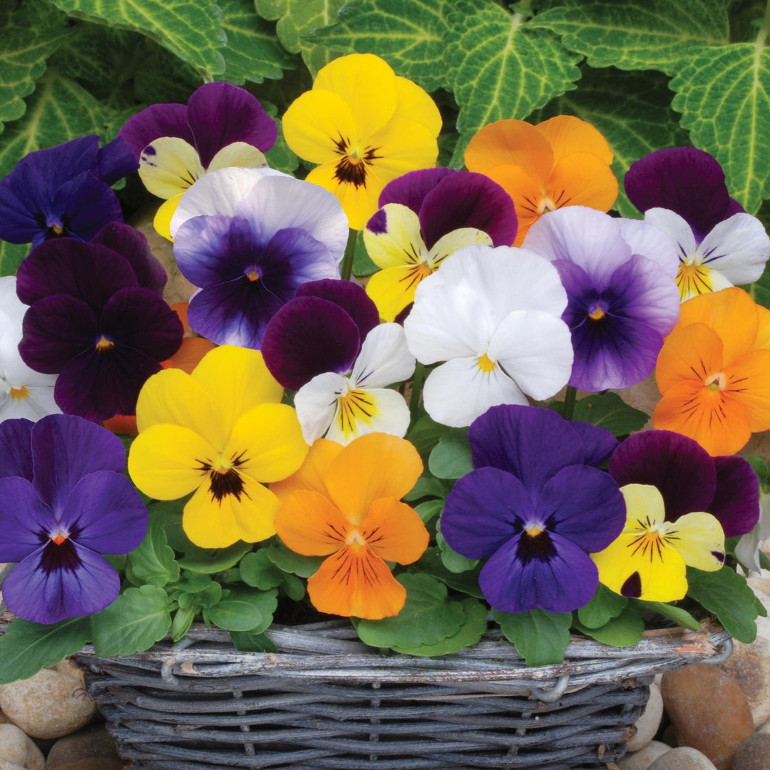 Viola cornuta Sorbet XP Mix' ~ Sorbet™ XP Mix Viola-ServeScape