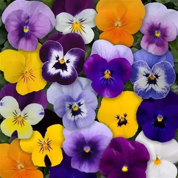 Viola cornuta Sorbet XP Mix' ~ Sorbet™ XP Mix Viola-ServeScape