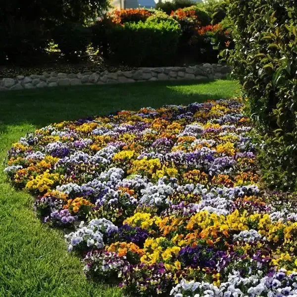 Viola cornuta Sorbet XP Mix' ~ Sorbet™ XP Mix Viola-ServeScape