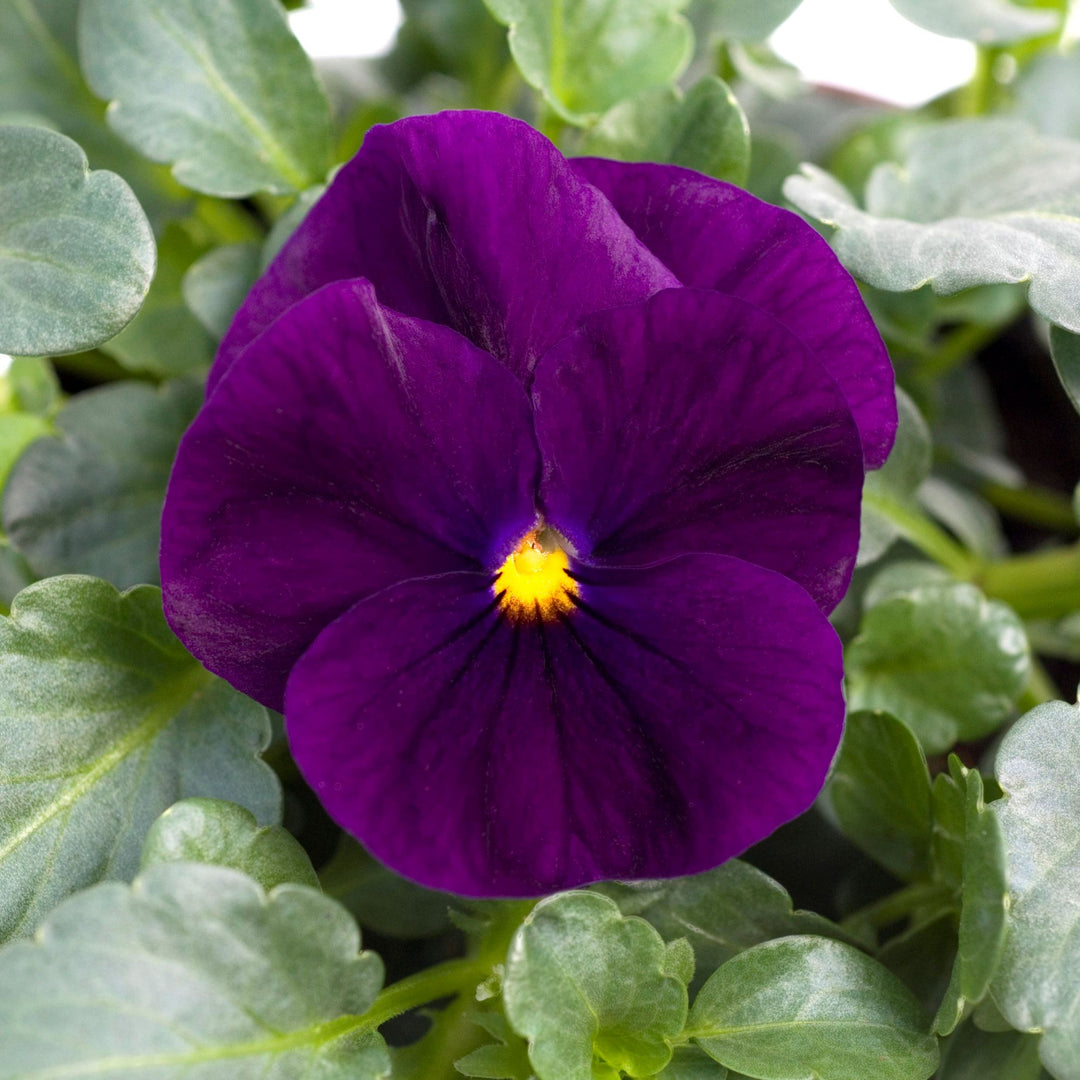 Viola cornuta 'PAS787262' ~ Sorbet™ XP Purple Viola-ServeScape